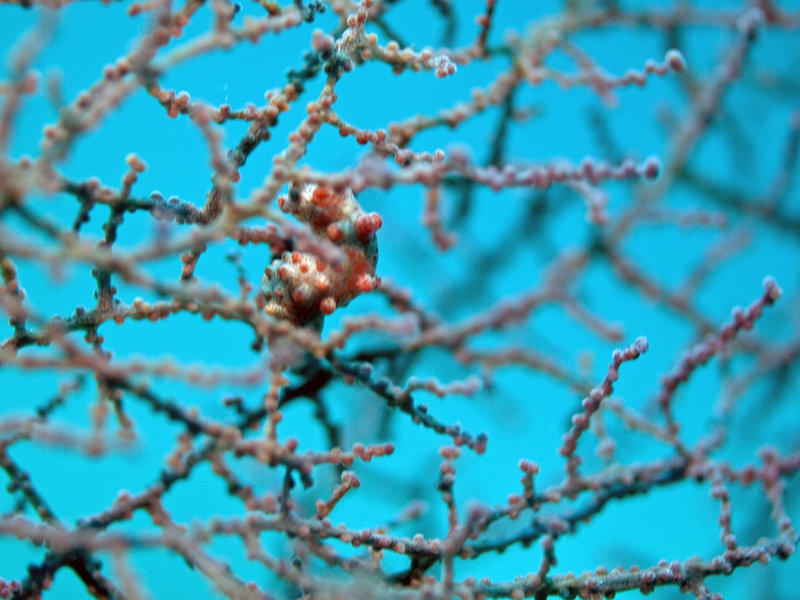 Pygmy Seahorse, Sibuan West
